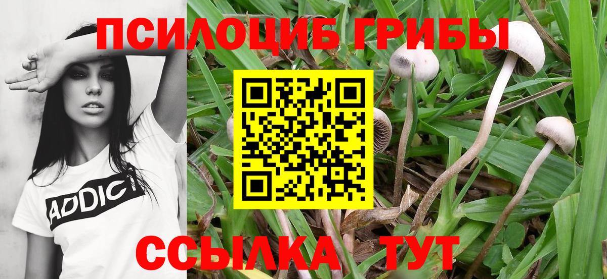 Галлюциногенные грибы Psilocybe  Вход с VPN  Нижний Новгород 